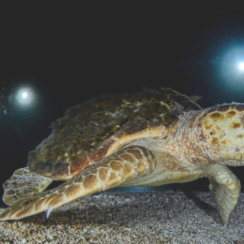 Tartarughe Caretta Canva