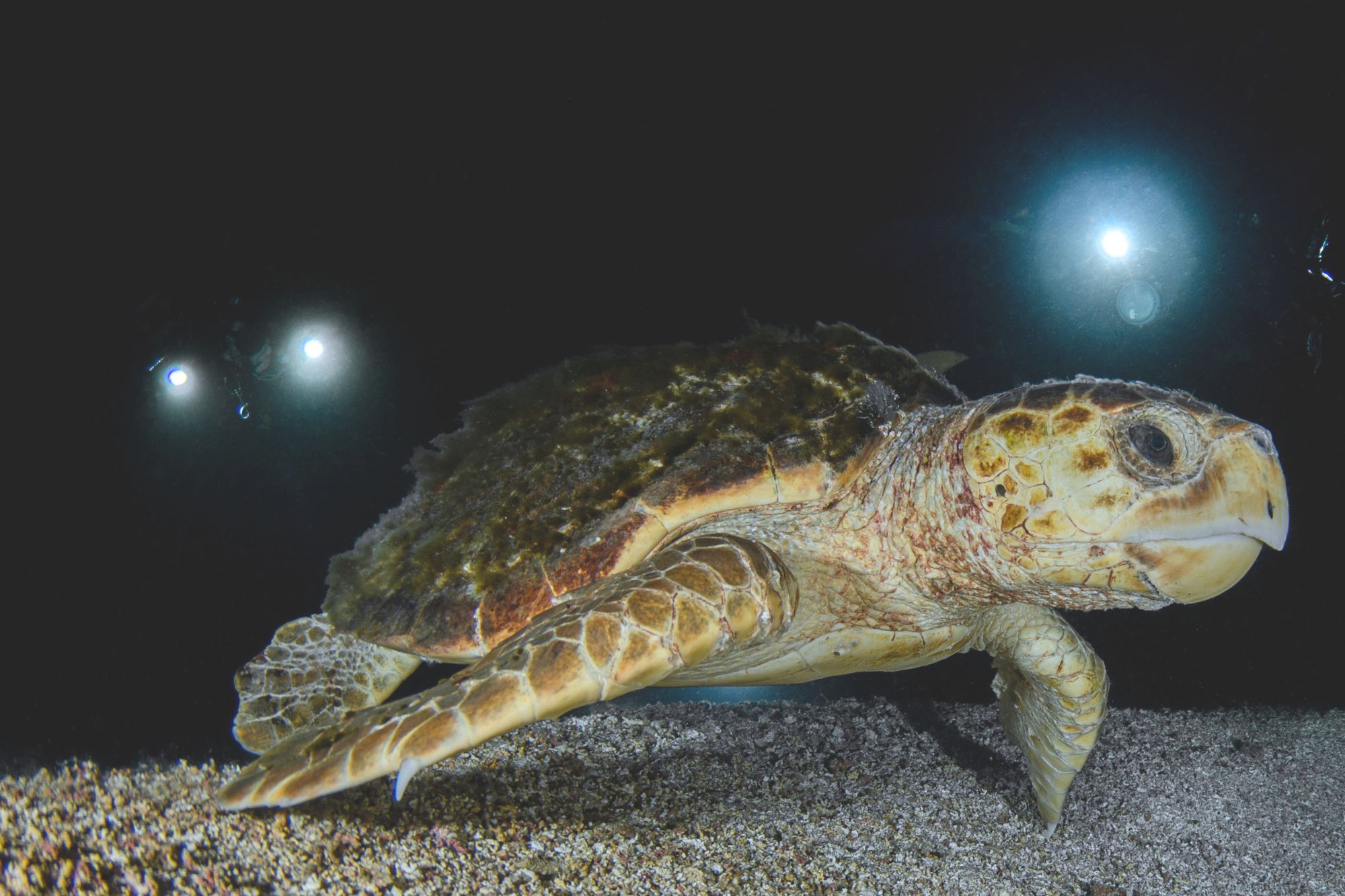 Tartarughe Caretta Canva