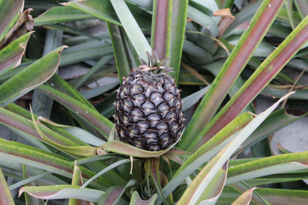 Ananas Pianta Frutto Adn
