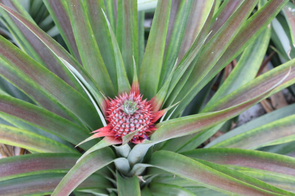 Ananas Pianta Fiore Adn