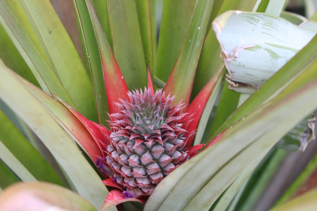 Ananas Pianta Fiore Frutto Adn