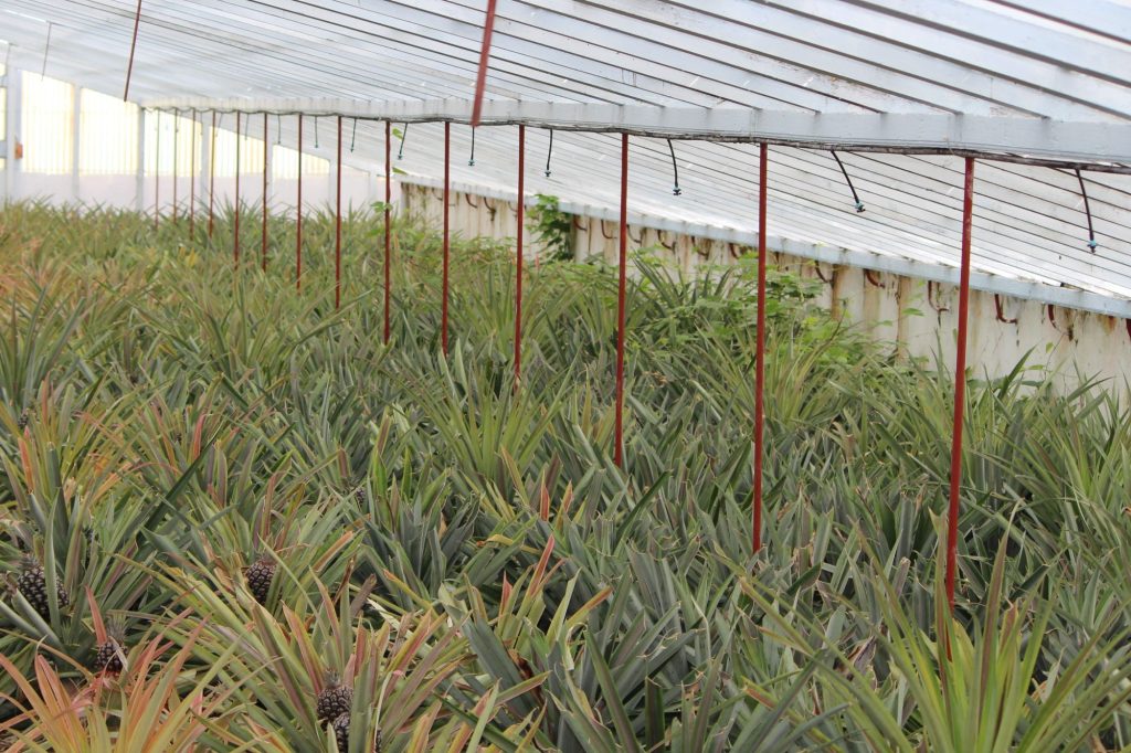 Ananas Serra Azzorre Adn