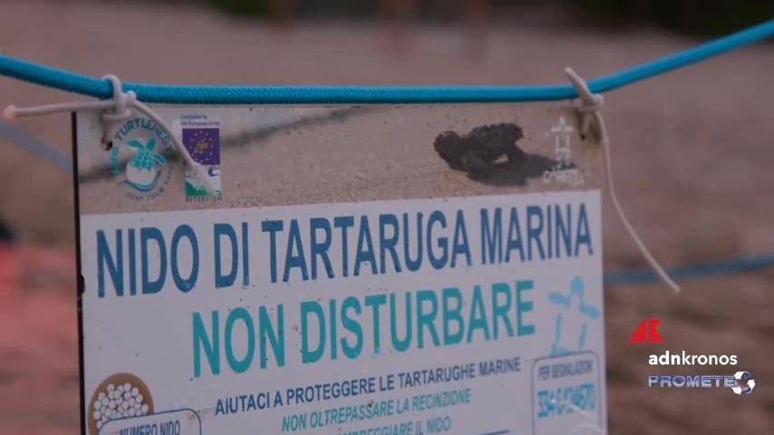 Boom Di Nidi Di Tartarughe Marine, In Azione Anche I Tarta Dog