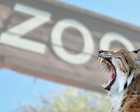 Zoo Danese Lince Canva