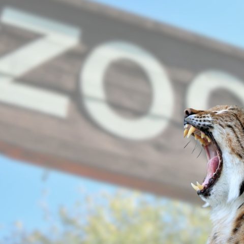 Zoo Danese Lince Canva