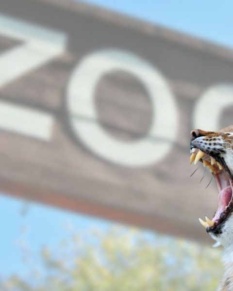Zoo Danese Lince Canva