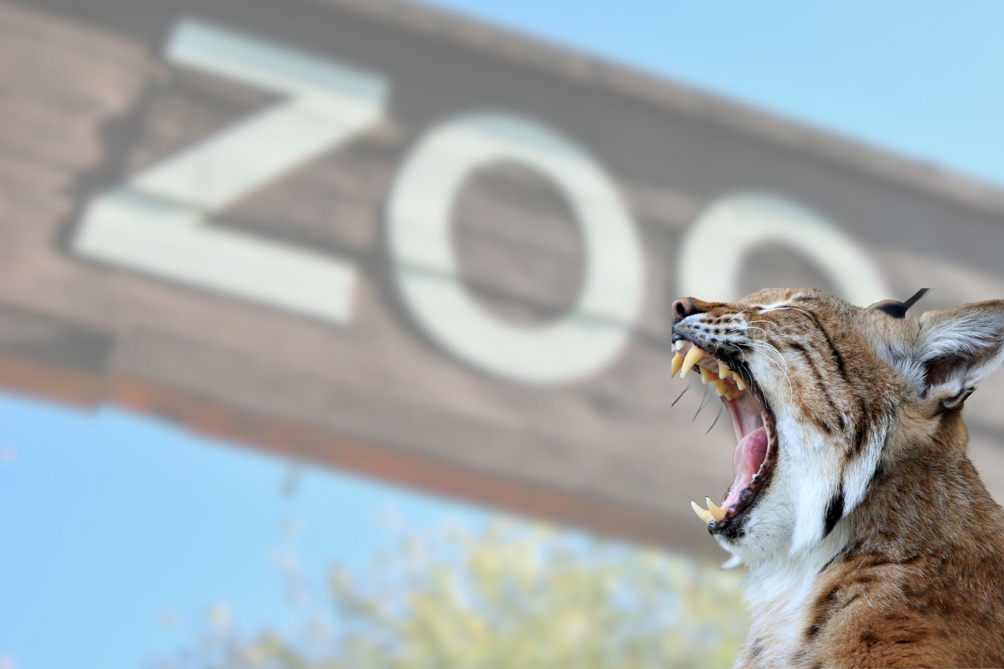 Zoo Danese Lince Canva