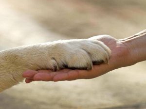 Report 'animali In Città': Meno Di 4 Comuni Su 10 Promossi Nei Servizi Pet Care