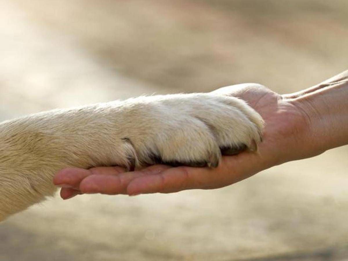 Report 'animali In Città': Meno Di 4 Comuni Su 10 Promossi Nei Servizi Pet Care
