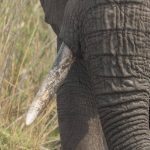 Giornata Mondiale Dell'elefante, Specie In Pericolo Dall'africa All'asia