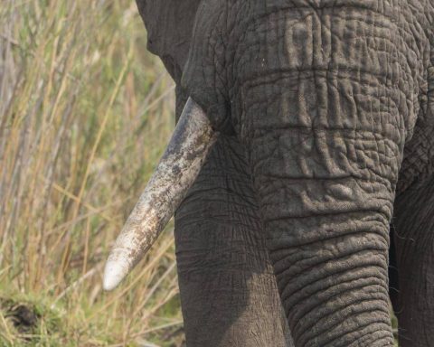 Giornata Mondiale Dell'elefante, Specie In Pericolo Dall'africa All'asia