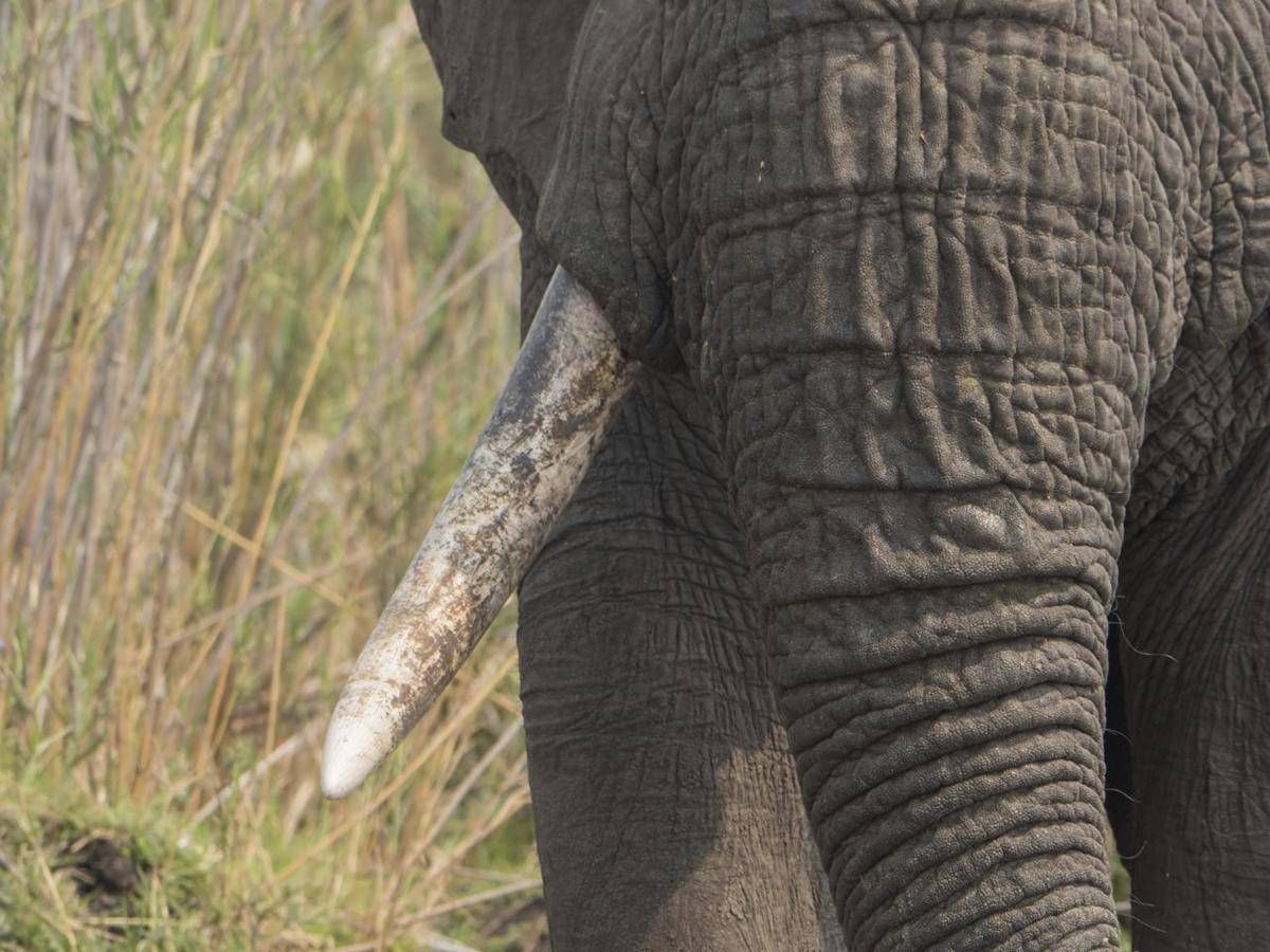 Giornata Mondiale Dell'elefante, Specie In Pericolo Dall'africa All'asia