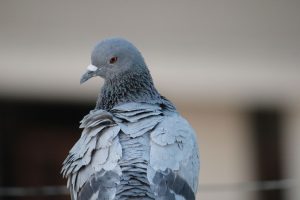 Piccione India Canva