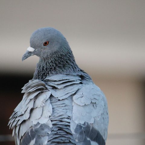 Piccione India Canva