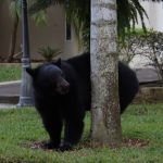 Orso Nero Florida Canva