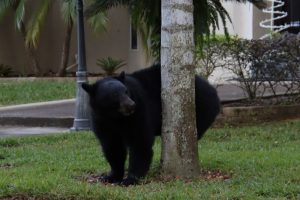 Orso Nero Florida Canva
