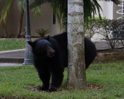 Orso Nero Florida Canva