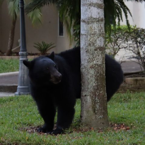 Orso Nero Florida Canva