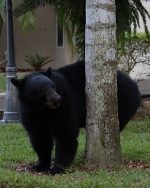 Orso Nero Florida Canva