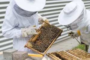 Api Scienziati Canva