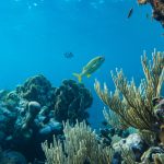 Oceano Fondale Canva
