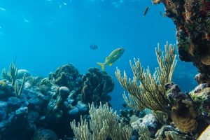 Oceano Fondale Canva