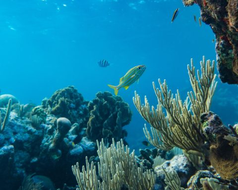 Oceano Fondale Canva