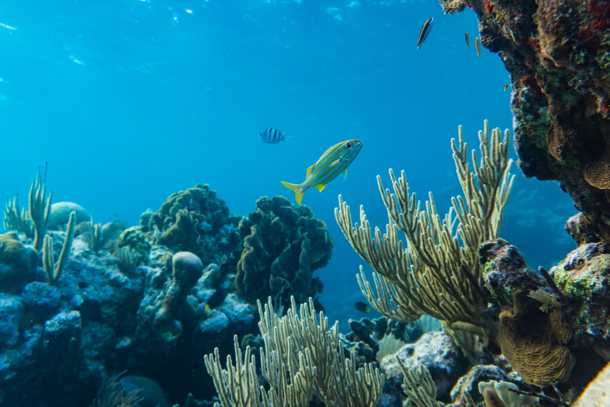 Oceano Fondale Canva