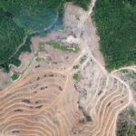 Deforestazione Canva