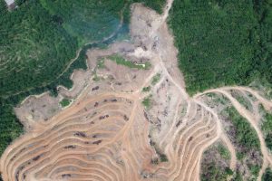 Deforestazione Canva