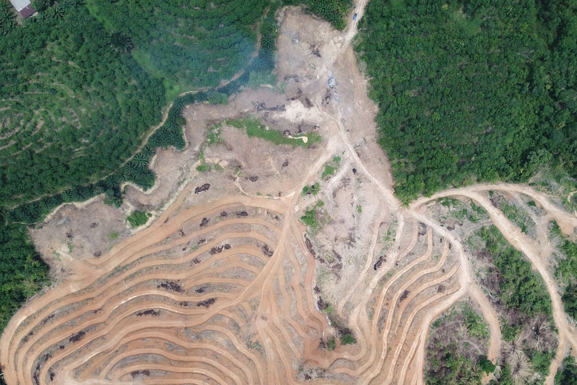Deforestazione Canva
