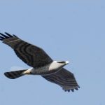 Un esempio di drone a forma di falco (Ipa)