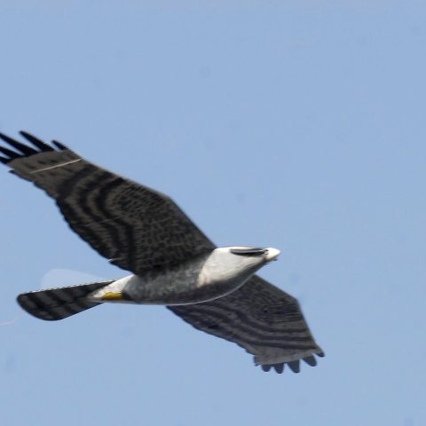 Un esempio di drone a forma di falco (Ipa)
