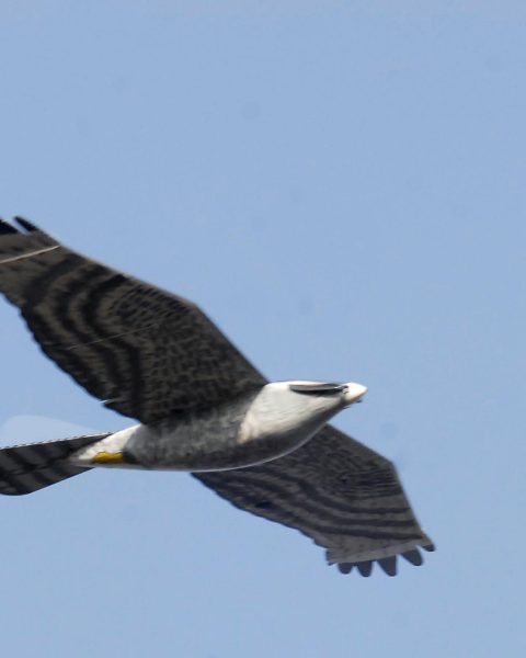 Un esempio di drone a forma di falco (Ipa)