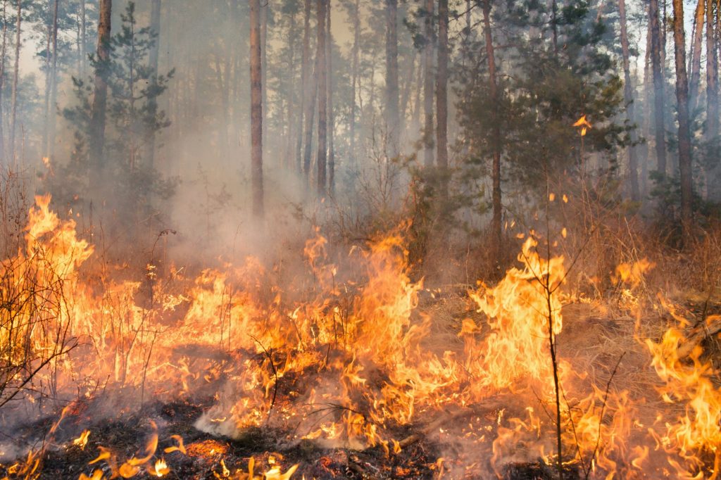 Incendi Canva