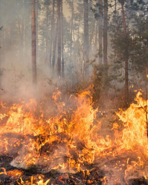 Incendi Canva
