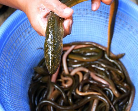 Anguilla Asiatica Canva
