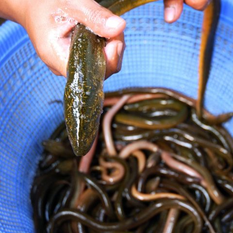 Anguilla Asiatica Canva
