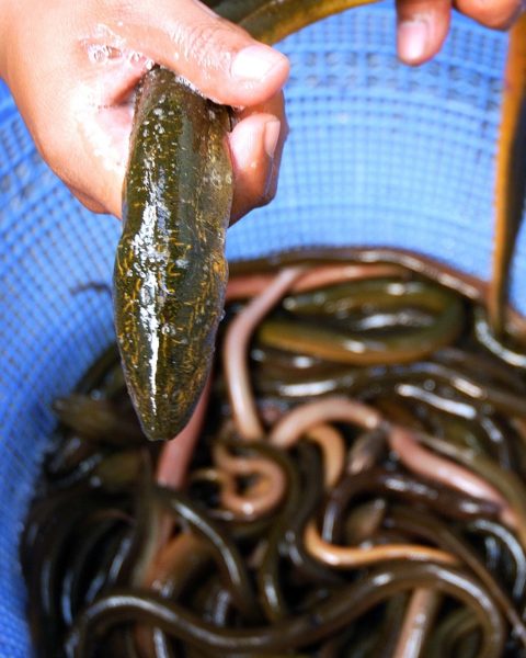 Anguilla Asiatica Canva