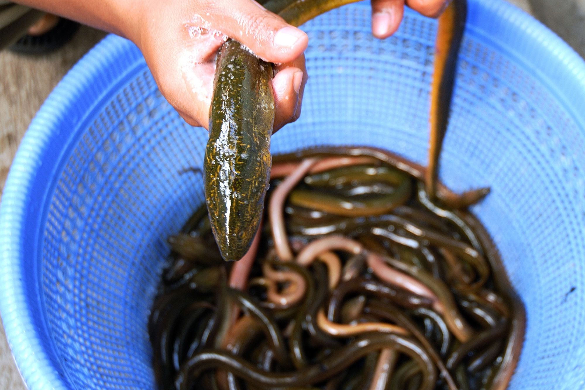 Anguilla Asiatica Canva