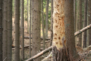Albero Malato Parassita Canva
