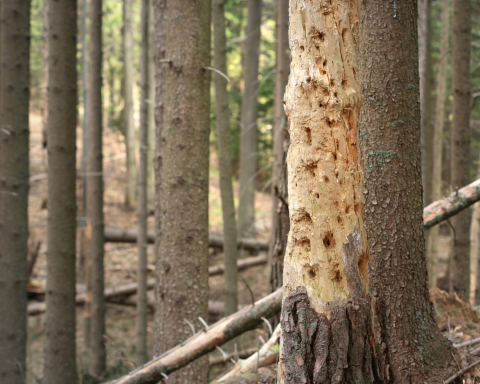 Albero Malato Parassita Canva
