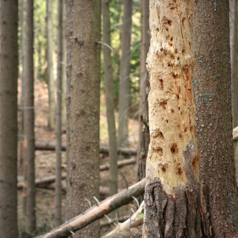 Albero Malato Parassita Canva