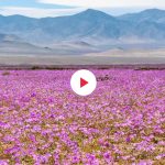Deserto Acatama Fioritura Fi