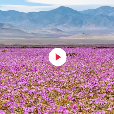 Deserto Acatama Fioritura Fi