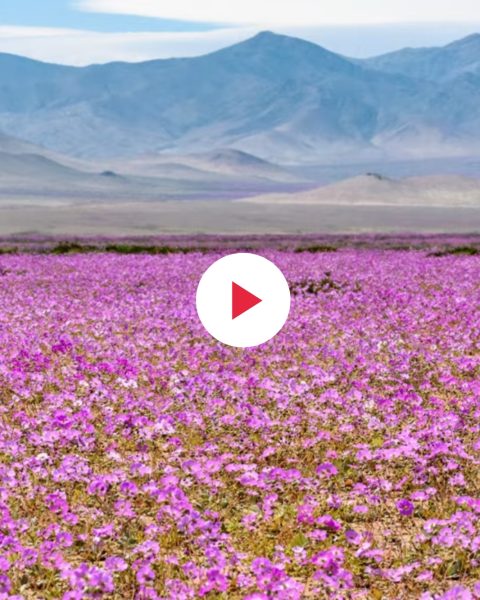 Deserto Acatama Fioritura Fi