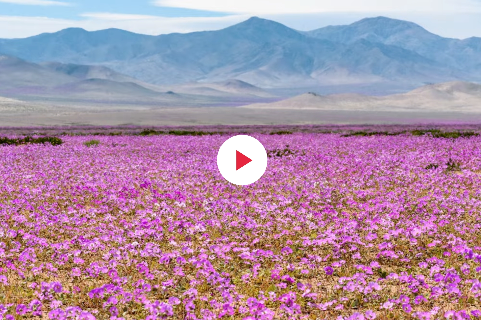 Deserto Acatama Fioritura Fi
