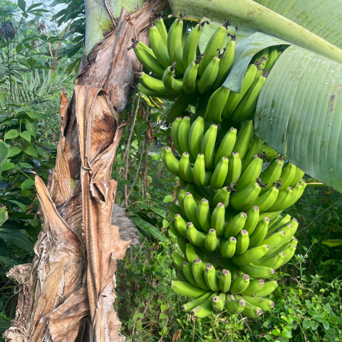 Banane Pianta Canva