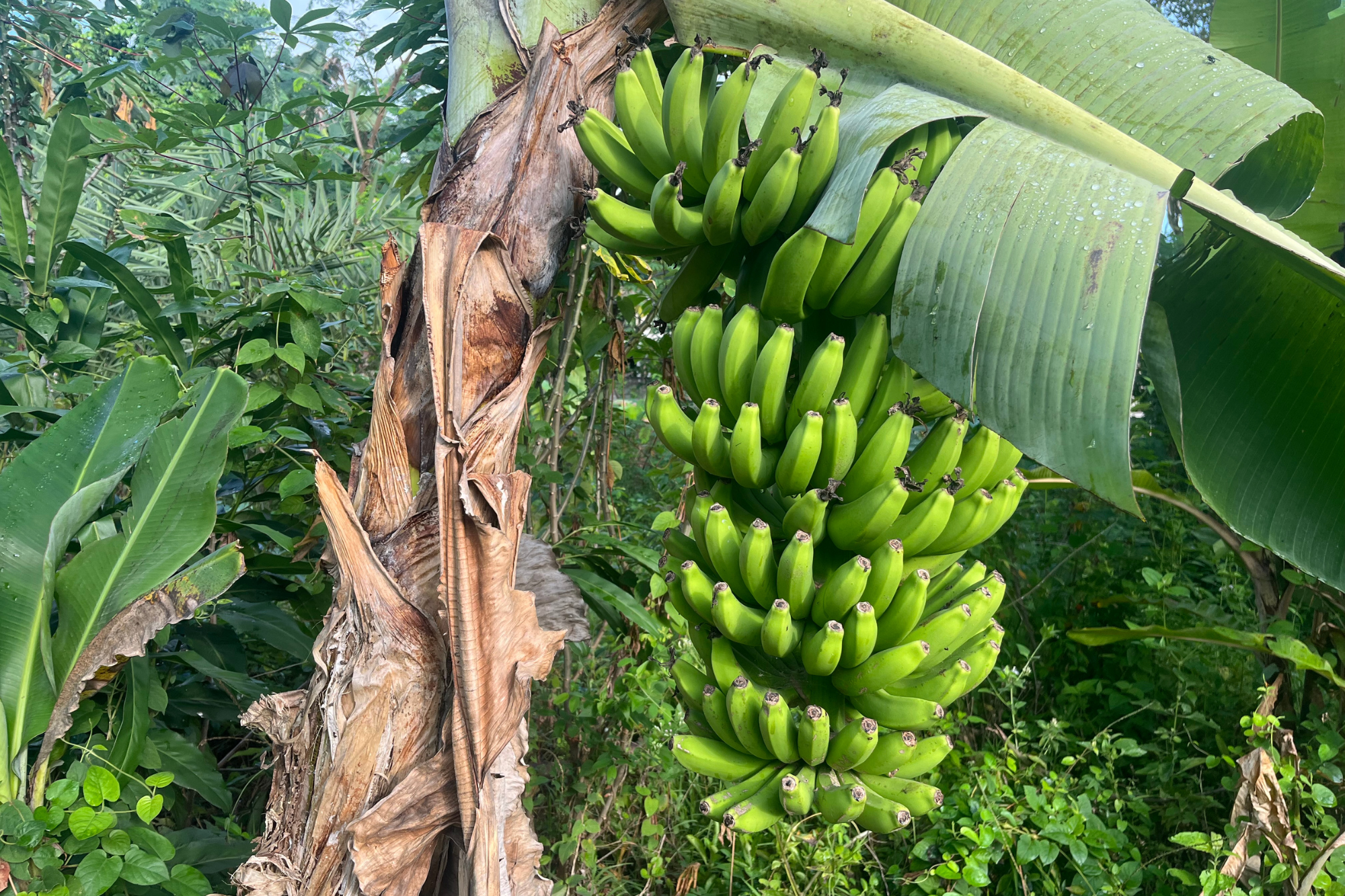 Banane Pianta Canva