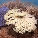 Barriere Coralline Sbiancate Canva
